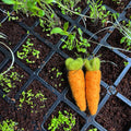 Organic Carrot Earring