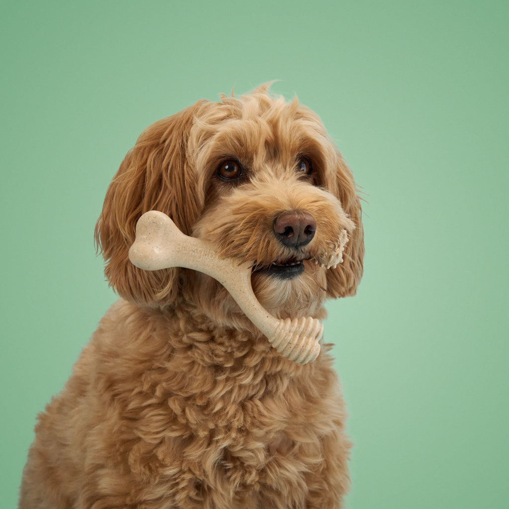 BetterBone MODERATE Chew Toy