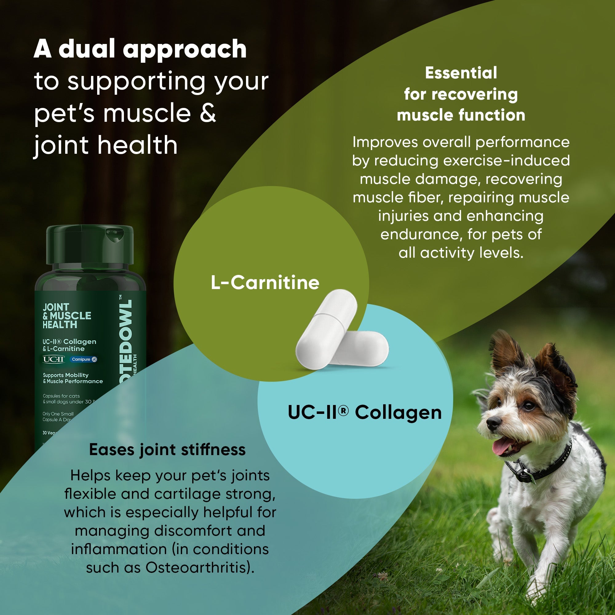 Joint & Muscle Health (Medium & Large Dogs)